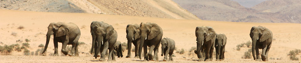 Kupenda Safaris - Elephants