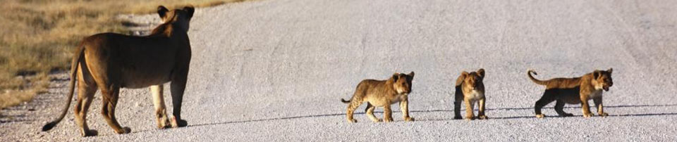 Kupenda Safaris - Decor