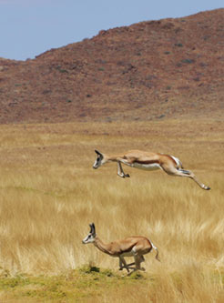 Springbuck - Kupenda Safaris