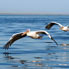 Pelicans
