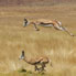 Springbok dans la Concession de Palmwag